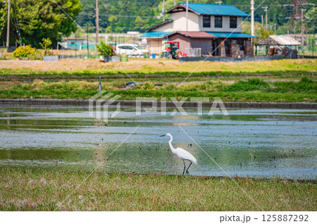 湖北地方余呉町の田園風景　滋賀県長浜市 125887292