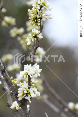 白花蘇芳 125887312