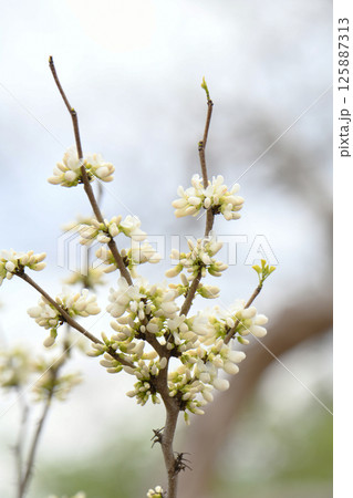 白花蘇芳 125887313