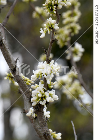 白花蘇芳 白花蘇芳 125887315