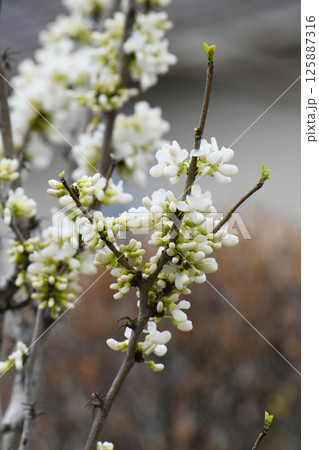白花蘇芳 白花蘇芳 125887316