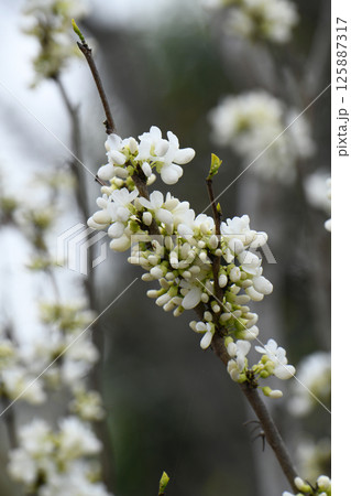 白花蘇芳 白花蘇芳 125887317