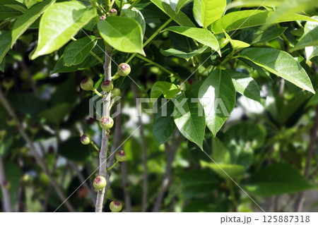 春4月小さく可愛く実ったイヌビワの果実 125887318