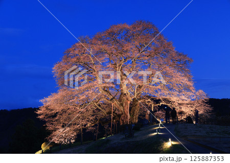 醍醐桜8934- 125887353