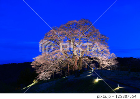 醍醐桜8940 125887354