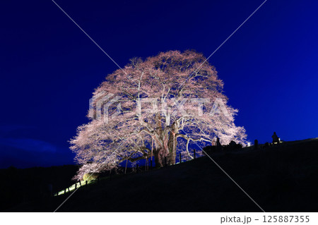 醍醐桜8960 125887355