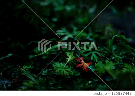 ＜五島の自然＞春に紅葉したアメリカフウロ 125887448