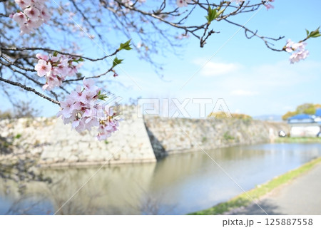 赤穂所の石垣と桜 赤穂所の石垣と桜 125887558