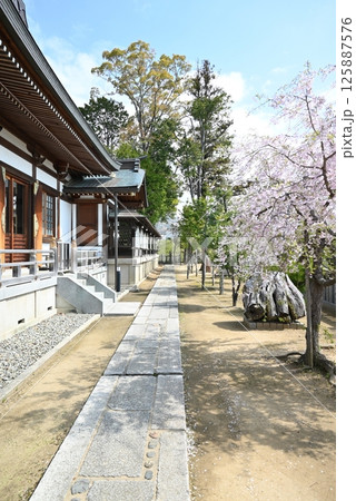 赤穂城　大石神社　桜咲く境内の風景 125887576