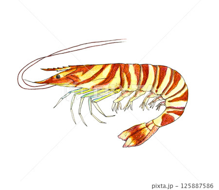 リアルな食材イラスト_クルマエビ リアルな食材イラスト_クルマエビ 125887586
