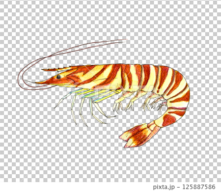 寫實食物插畫_蝦 寫實食物插畫_蝦 125887586