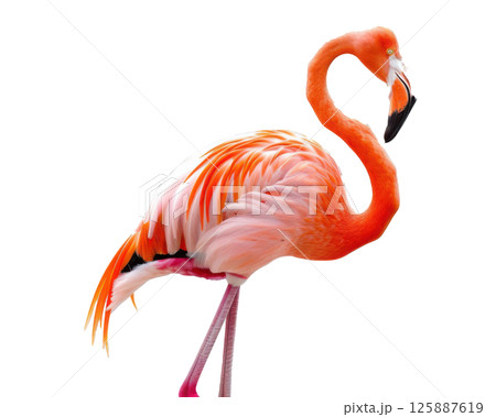 Full Body Flamingo Balancing on One Leg Full Body Flamingo Balancing on One Leg 125887619