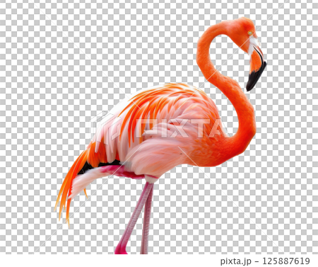 Full Body Flamingo Balancing on One Leg Full Body Flamingo Balancing on One Leg 125887619