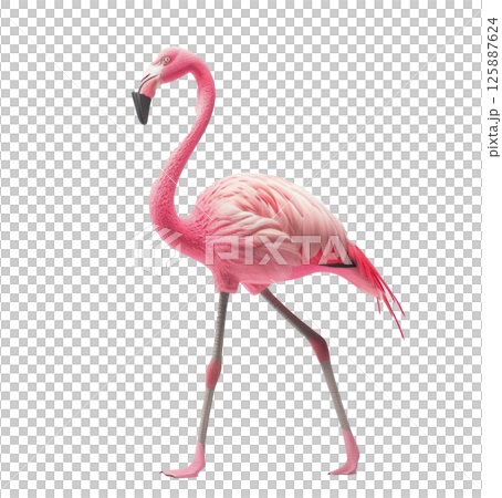 Pastel Pink Flamingo Standing Isolated 125887624