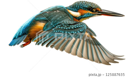 Kingfisher Flying in Side View 125887635