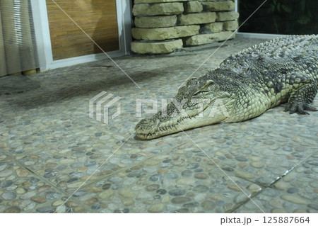 Alligator crocodile gray green lying on stone floor Alligator crocodile gray green lying on stone floor 125887664