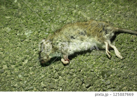 Dead rat lying on the asphalt close-up. Rodents spread diseases 125887669