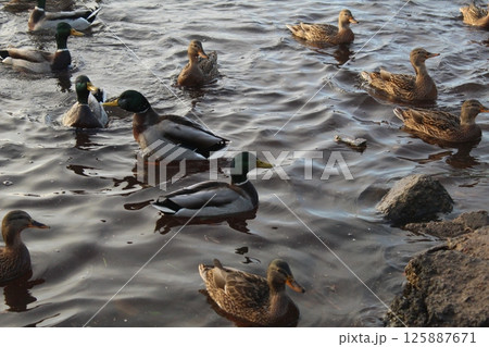 A flock of waterfowl swims in the lake. Ducks and drakes 125887671