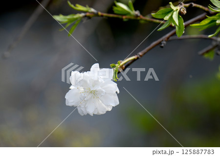 桃の花 125887783