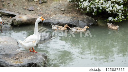 水でたわむれる あひるたち 水でたわむれる あひるたち 125887855