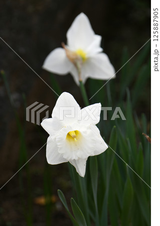 水仙の花 125887905