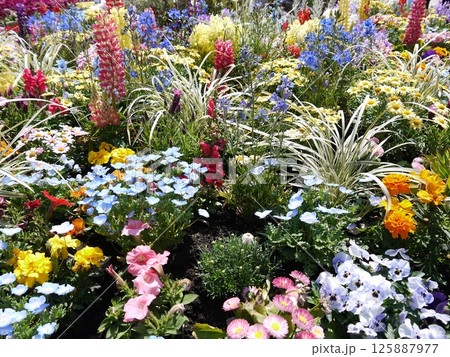 カラフルな花 125887977