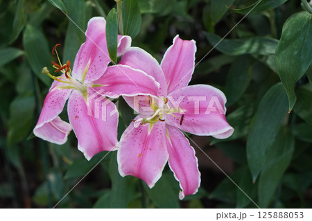 top view two elegant artificial pink and yellow lilys in the green garden background, nature, decor, fashion, copy space 125888053