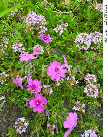 芝桜 125888218