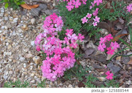 ヒメビジョザクラ 125888544