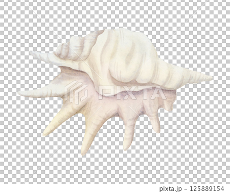 White seashell of sea snail or spider conch watercolor isolated illustration. Hand drawn realistic ocean mollusk for marine designs. Coral reef animal clip art White seashell of sea snail or spider conch watercolor isolated illustration. Hand drawn realistic ocean mollusk for marine designs. Coral reef animal clip art 125889154