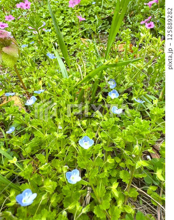 オオイヌノフグリ オオイヌノフグリ 125889282