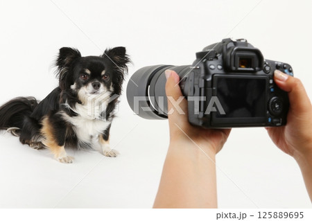 一眼レフカメラと小型犬チワワ 125889695