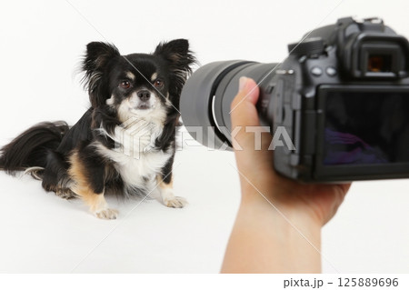 一眼レフカメラと小型犬チワワ 125889696
