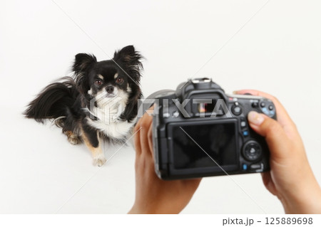 一眼レフカメラと小型犬チワワ 125889698