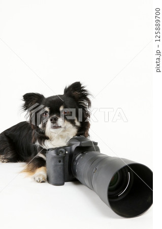 一眼レフカメラと小型犬チワワ 125889700