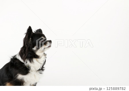 空間をみつめるチワワ コピースペース 空間をみつめるチワワ コピースペース 125889782