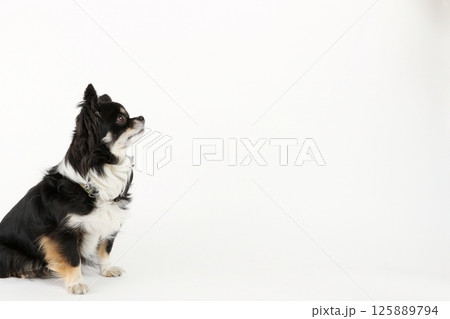 空間をみつめるチワワ コピースペース 空間をみつめるチワワ コピースペース 125889794