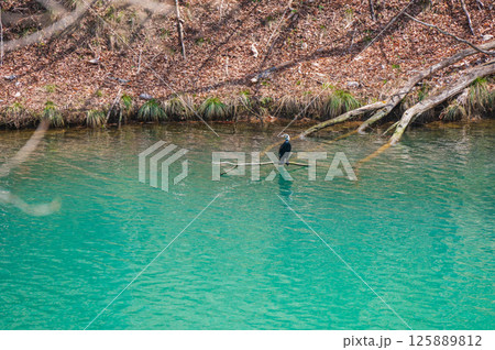 水辺に佇む繁殖羽のカワウ【麻績川にて】 水辺に佇む繁殖羽のカワウ【麻績川にて】 125889812