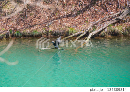 水辺に佇む繁殖羽のカワウ【麻績川にて】 水辺に佇む繁殖羽のカワウ【麻績川にて】 125889814