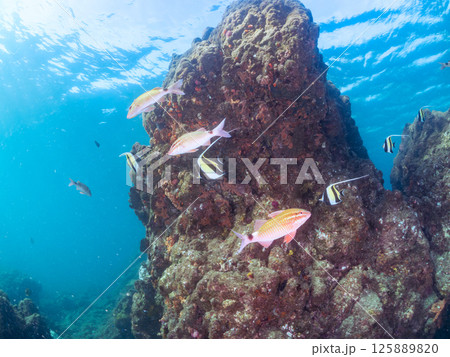 ツノダシ、ホウライヒメジ、アカヒメジ他の群れ。ヒリゾ浜中木南伊豆町伊豆半島静岡県2024 125889820