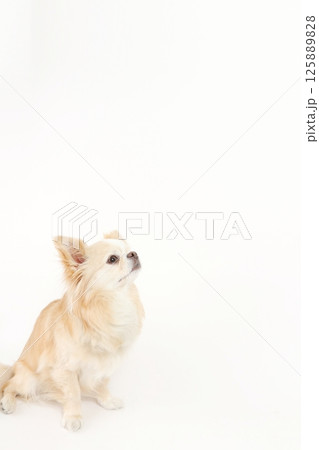 コピースペース、小型犬チワワ コピースペース、小型犬チワワ 125889828
