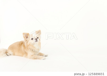 コピースペース、小型犬チワワ コピースペース、小型犬チワワ 125889831