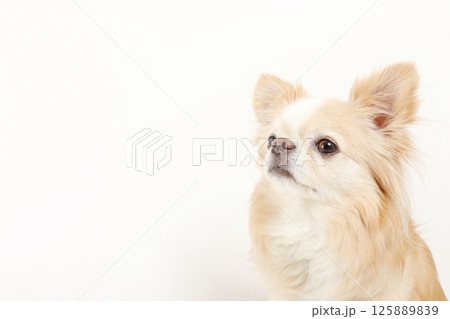 コピースペース、小型犬チワワ コピースペース、小型犬チワワ 125889839