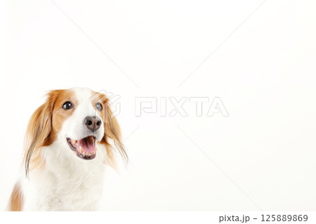 コピースペース、中型犬コーイケルホンディエのシンプルな写真 125889869