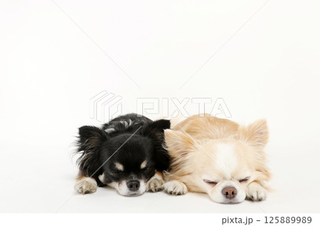 小型犬チワワのフセした写真 小型犬チワワのフセした写真 125889989