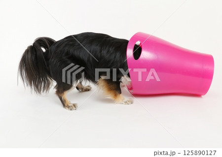 ゴミ箱をのぞいて、いたずらする小型犬チワワ 125890127