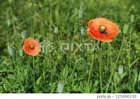 春4月オレンジ色のナガミヒナゲシの花に止まるハナアブ 125890130