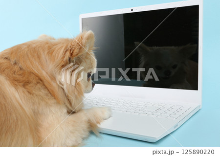パソコンを操作する犬 125890220