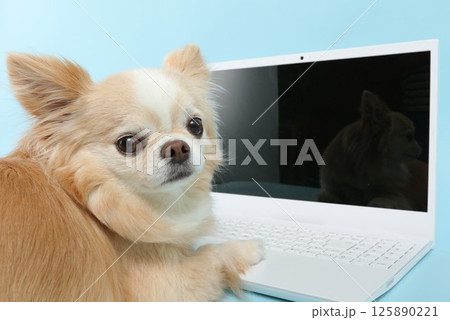 パソコンを操作する犬 パソコンを操作する犬 125890221