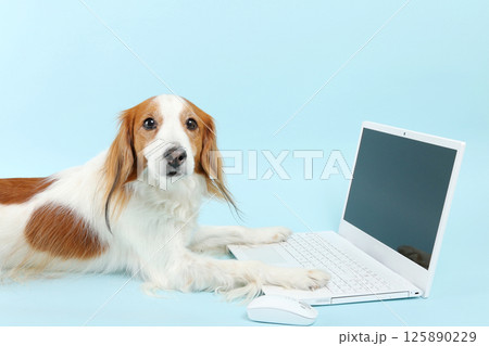 パソコンを操作する犬 125890229